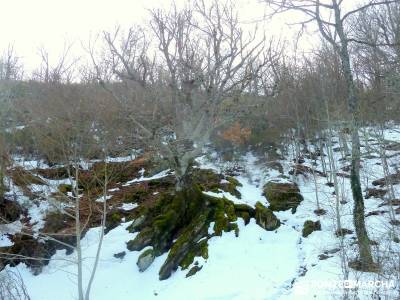 Hayedo Montejo; Reserva Biosfera Sierra Rincón; grupos de senderismo; grupo senderismo